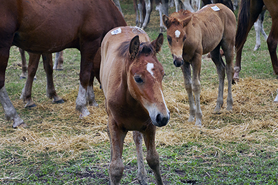 Chincoteague Wild Ponies : Personal Photo Projects : Photos : Richard Moore : Photographer